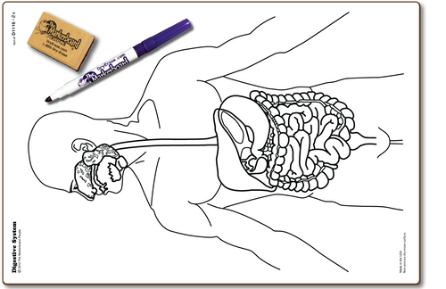 DIGESTIVE SYSTEM DOUBLE SIDED DRY ERASE,  11