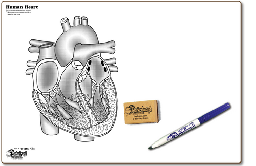 HUMAN HEART DOUBLE SIDED DRY ERASE,  11