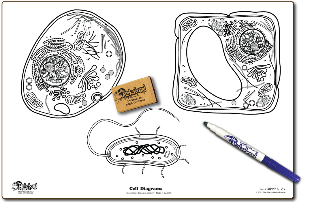 Cell Diagram Board - Marker & Eraser Combo Kit