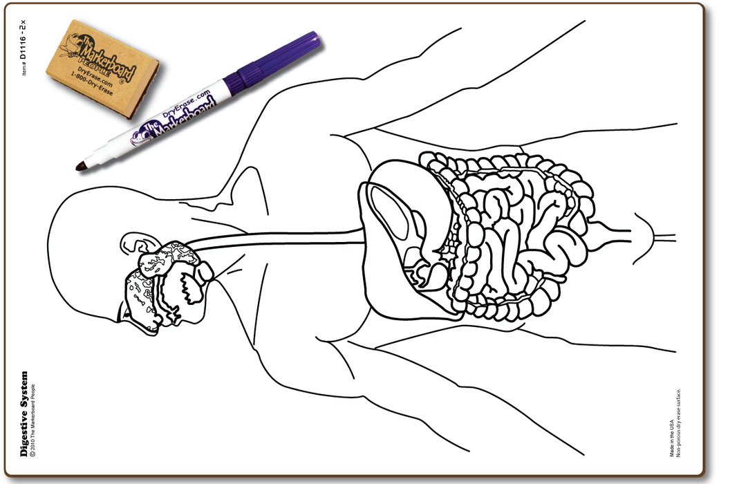 Digestive System Board