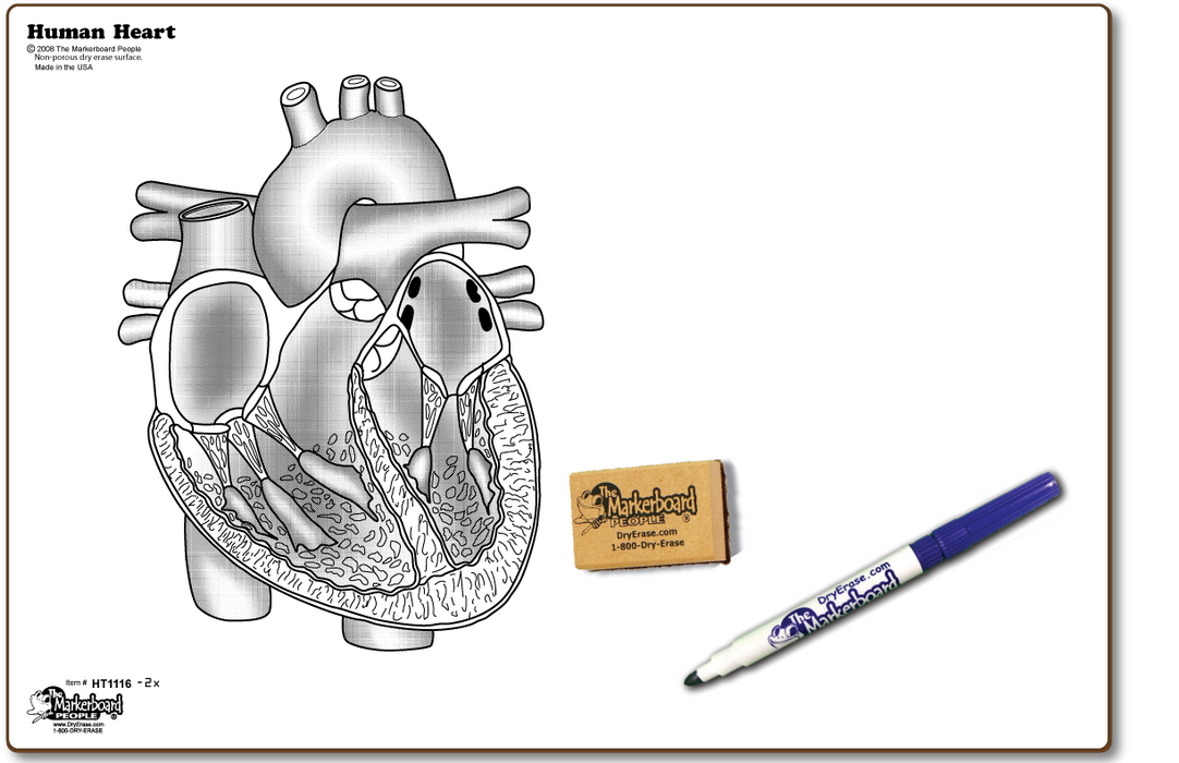 Human Heart Board - Marker & Eraser Combo Kit