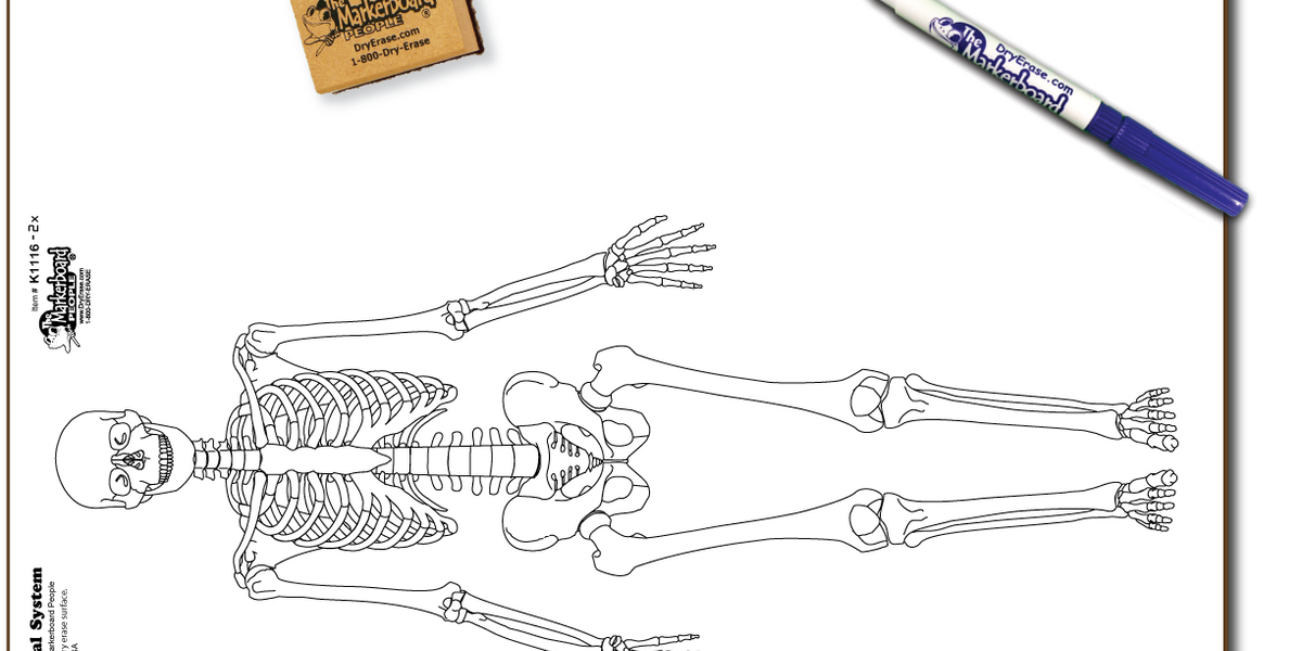 Skeletal System Board - Marker & Eraser Combo Kit — DryErase.com
