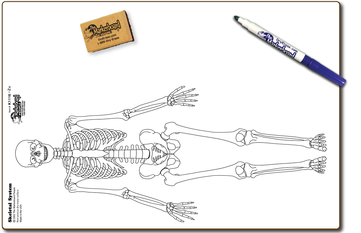 Skeletal System Board - Marker & Eraser Combo Kit — DryErase.com