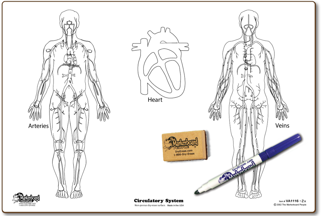 Circulatory System Board - Marker & Eraser Combo Kit