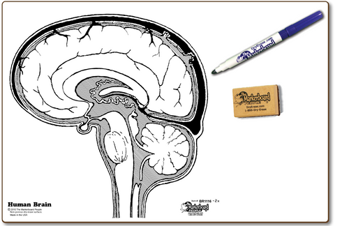HUMAN BRAIN DOUBLE SIDED DRY ERASE,  11