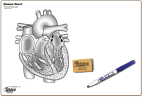 HUMAN HEART - BOARDS ONLY - HT1116-2x