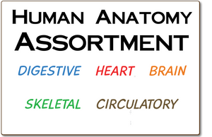 HUMAN ANATOMY ASSORTMENT, DOUBLE SIDED DRY ERASE,  11" x 16" Student Response Boards - HASP1116-2x