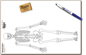 HUMAN ANATOMY ASSORTMENT, DOUBLE SIDED DRY ERASE,  11" x 16" Student Response Boards - HASP1116-2x