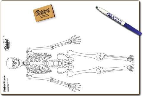 SKELETAL DOUBLE SIDED DRY ERASE,  11