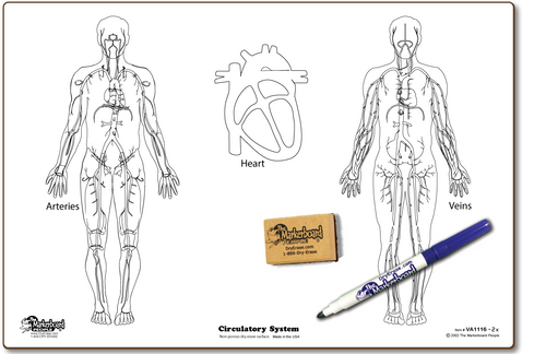 CIRCULATORY SYSTEM DOUBLE SIDED DRY ERASE,  11